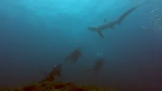 Malapascua & les requins renards