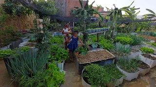 Horta orgânica em vasos