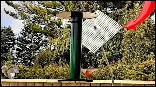 Squirrel Proof Pole  Mount  -  It Works  Take A  Look