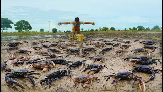 Traditional Catching Crabs! a fisherman skill catch field crabs a lot when dry water by best hand