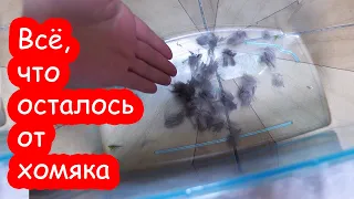 Всё, что осталось от хомяка