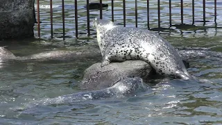 海獣公園のアザラシたち (おたる水族館) 2019年6月14日