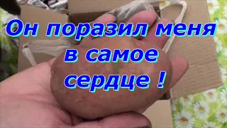 Посылка с картофелем Сарпо Мира и  Ирбитский