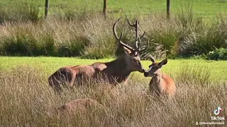 Red Deer Mating.