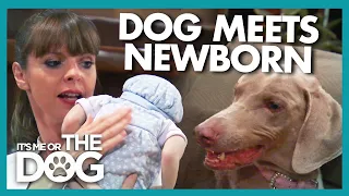 Can Dog With Bite History Be Trained Before Newborn Arrives? | It's Me or the Dog
