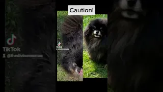 Don't shave your Pomeranians!