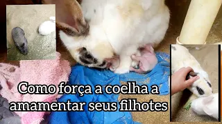 Como fazer uma coelha amamenta os filhotes técnica !