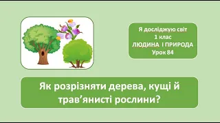 Як розрізняти дерева, кущі, трав'янисті рослини? 1 клас