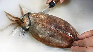 아침마다 부산에서 오는 자연산 갑오징어! 제철 시작된 갑오징어 회뜨기 달인┃Amazing cuttlefish cutting skills - Korean street food