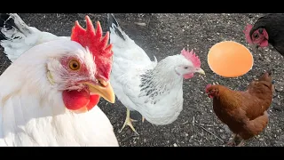 SLEPICE , Hnojivo zdarma a bez práce #garden #chicken