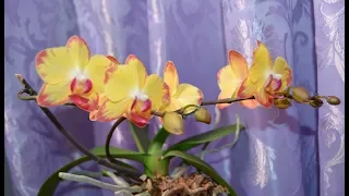 Орхидеи.  Цветуньи ноября.  2018