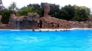 Loro Parque - Dolphin Show