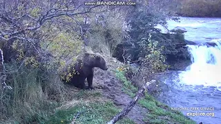 Mama bear 402 telling 32 to stay away from her cubs Katmai 2018 10 09