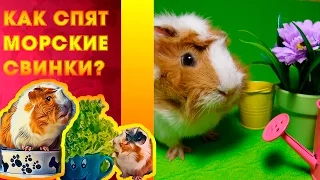 КАК СПЯТ МОРСКИЕ СВИНКИ? #22