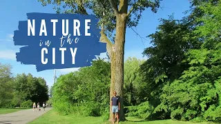 Nature in the City - Eastern Cottonwood Tree