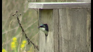 Tree Swallow In Nesting Box 4