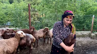 Shepard Woman Takes the Flock of Sheep and Lambs to Mountains for Grazing