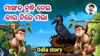 mankadaku Buddhi Dei Nije Mala ମାଙ୍ଖଡ ବୁଦ୍ଧି ଦେଇ କାଉ ନିଜେ ମଲା  odia story