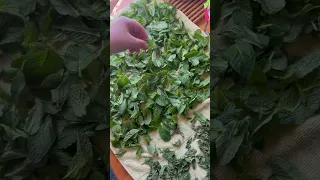 How to dry fresh mint leaves at home!