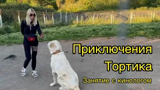 Тортик на занятиях с итальянским кинологом