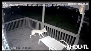 Cat In Texas Fights Off Coyote
