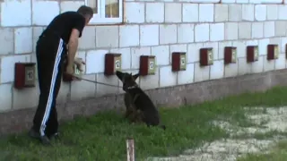 Detection Dog Training VITO K - 9 №18