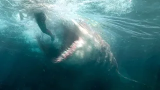 Scariest Megalodon Sightings That Prove It Is Real