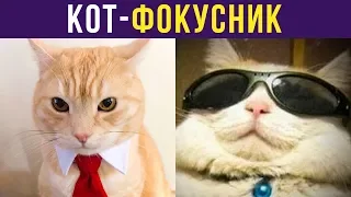 Приколы с котами. Кот-фокусник | Мемозг #215