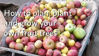 How to Plan, Plant and Grow your own Fruit Trees | tips & tricks for small & large gardens