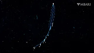 Weird and Wonderful: This little siphonophore has a big impact on deep-sea food webs