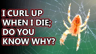 Spider facts: what is a spider? | Animal Fact Files