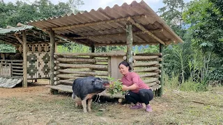 Build a Pig House | Preparing the Pig sow barn for farrowing: Trieu Mai Huong