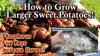 Grow More & Bigger Sweet Potatoes! - Phosphorus/Fertilizing, Soil Temp, Spacing, Watering & Curing