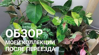 ЦВЕТОЧНЫЙ ВЛОГ 3| Комнатные растения. Джунгли дома. Обзор моей коллекции после переезда.