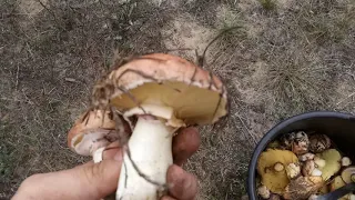 Где растут маслята - Сбор осенних грибов в лесу - Днепропетровской области 26.10.2019