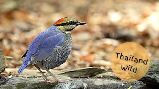 Blue Pitta at Nuy Bird Hide, Kaeng Krachan, Thailand