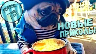 ЛУЧШИЕ ПРИКОЛЫ ЗА НОЯБРЬ 🔥 ЛУЧШИЕ ПРИКОЛЫ 2018 НОЯБРЬ 😺 СМЕШНЫЕ ПРИКОЛЫ ПОДБОРКА