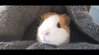 Baby Guinea Pig Peek-A-Boo