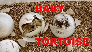 Baby Tortoise Hatches From Egg!!! 😍🐢