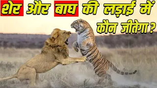 बाघ को जंगल का राजा क्यों नहीं माना जाता ?