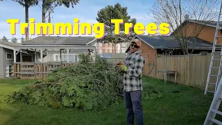 How to quickly cut tree branches without a chainsaw