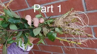 Universal Method For Rooting Stem Cuttings Part 1
