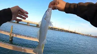 Fishing Around Corpus Christi! [Fishing From Land]