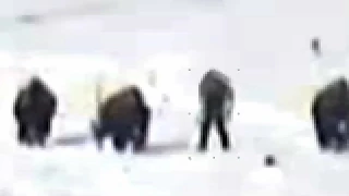 Bigfoot vs Buffalo (ThinkerThunker)