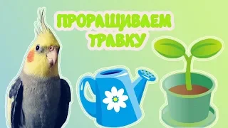 Как прорастить травку для попугая?