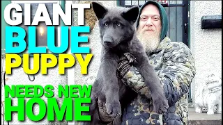 GIANT Beautiful Blue Puppy Needs New Home - Lycan Shepherd Ruka