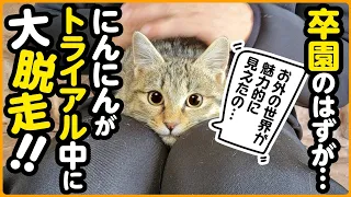 【脱走！】トライアル中に子猫が脱走してしまいました...