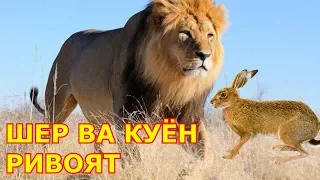 Шер ва Куён хикоя ривоят