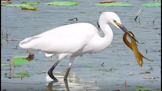 Egret Hunting Eel - Great Egret Fights to Swallow a Large Eel! 199