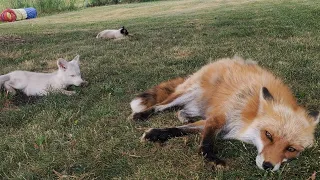 DixieDo fox and fox pups play